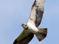 Fischadler (Pandion haliaetus) 34